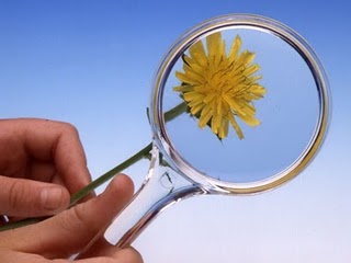 A photo with a flower under a magnifying glass